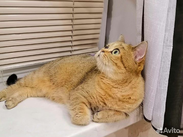 Котята британской шиншиллы