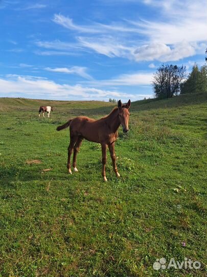 Лошадь кобыла