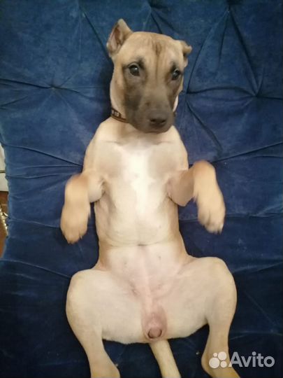 Корм для собак больших и средних пород