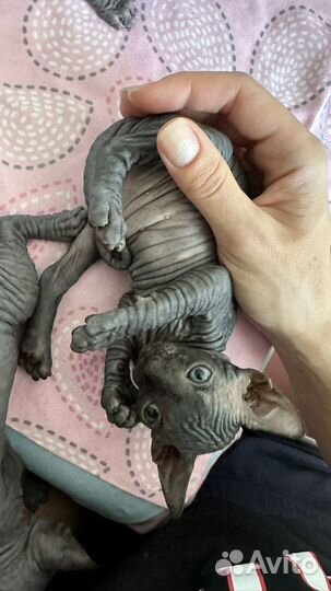 Канадский сфинкс