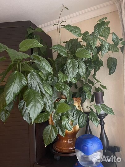 Гибискус Суданская роза