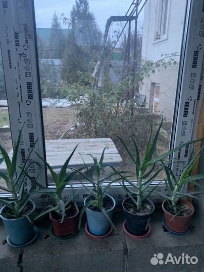 Алоэ столетник, алое вера