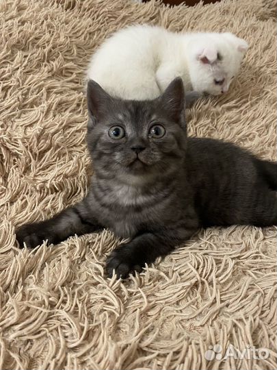 Котята шотландцы