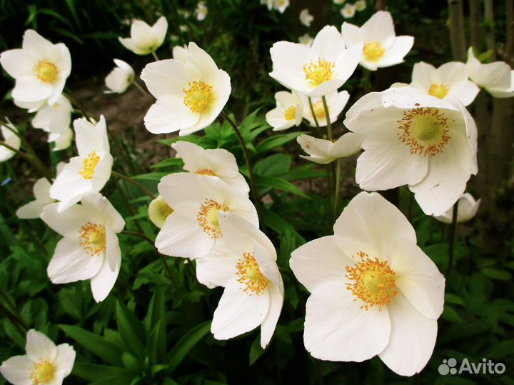 Продам многолетники: анемона,девясил,кареопсис