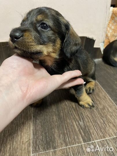 Щенки кроличьей таксы