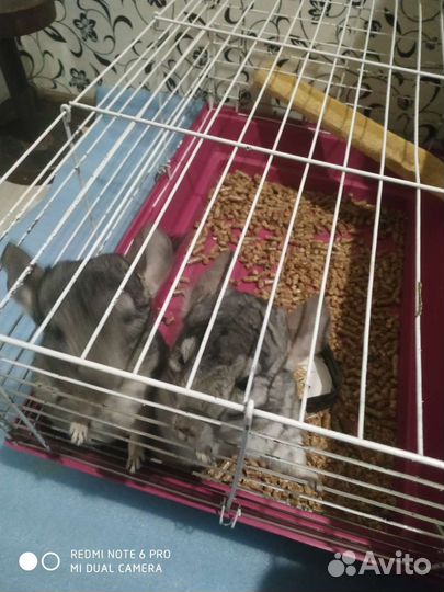 Серебристая шиншилла продажа