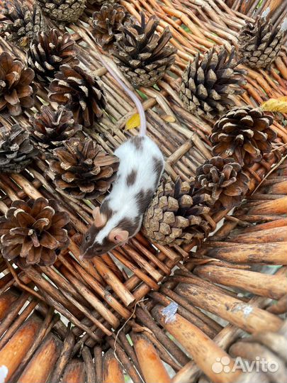 Японские кормовые мыши