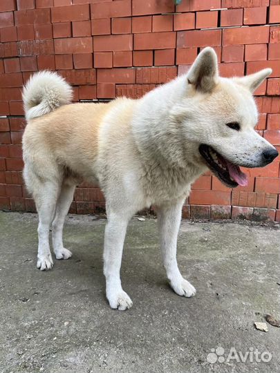 Собака акита ину