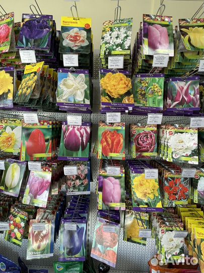 Тюльпаны, нарциссы, крокусы, первоцветы луковицы