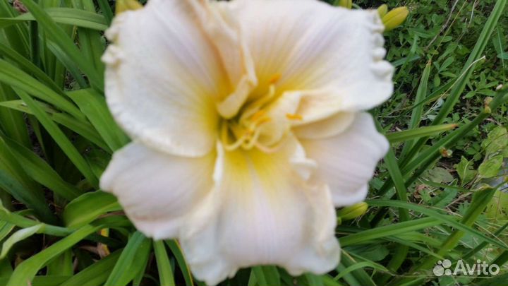 Лилейники сортовые и ирис