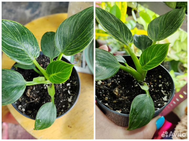 Комнатные цветы