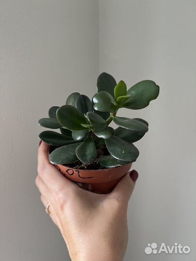 Толстянка денежное дерево комнатное растение