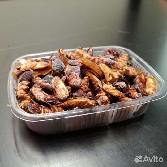 Замороженный корм для ящериц, птиц, лягушек