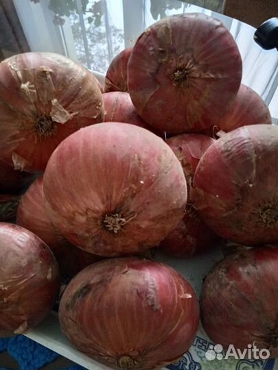 Даниловский лук