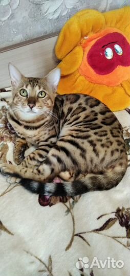 Бенгальские котята