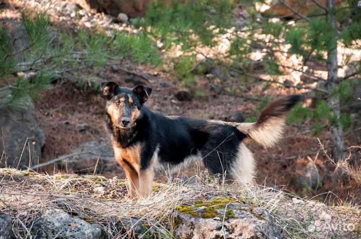 Собака в добрые руки,ялта
