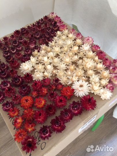 Гелихризум свежий урожай