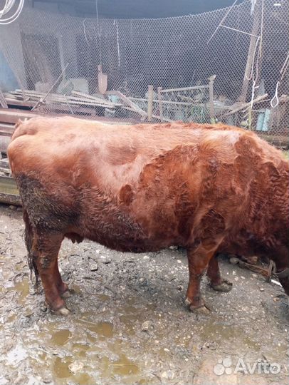 Быки. корова на мясо