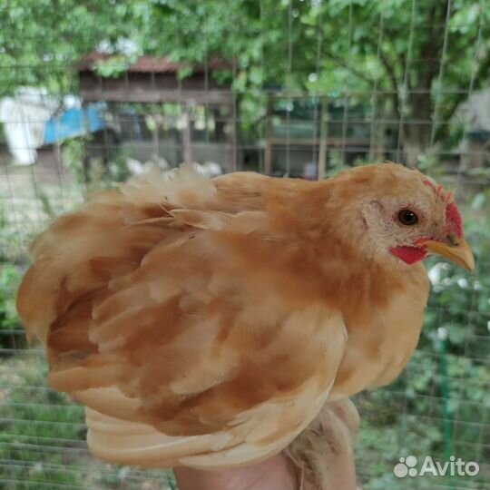 Цыплята карликовые Кохинхина