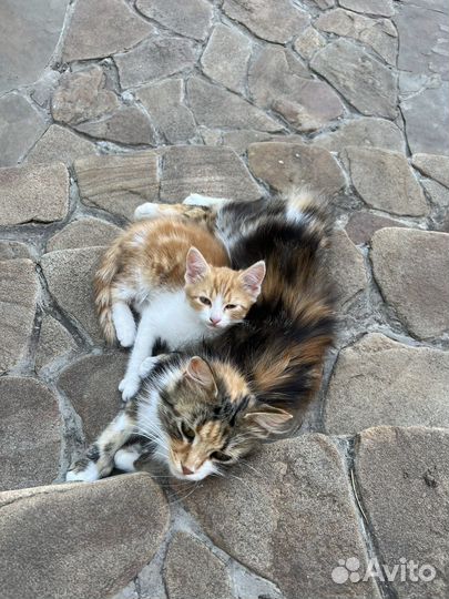 Котенок в добрые руки