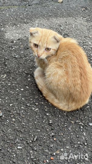 Рыжа кошечка 3,5 мес