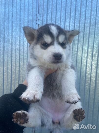 Щенок в добрые руки бесплатно