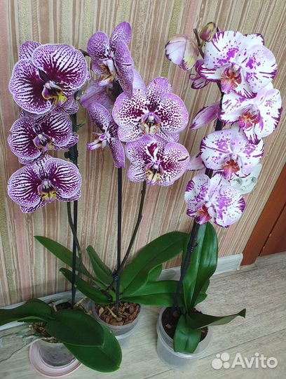 Орхидеи фиолетовые крупноцветковые (разные)