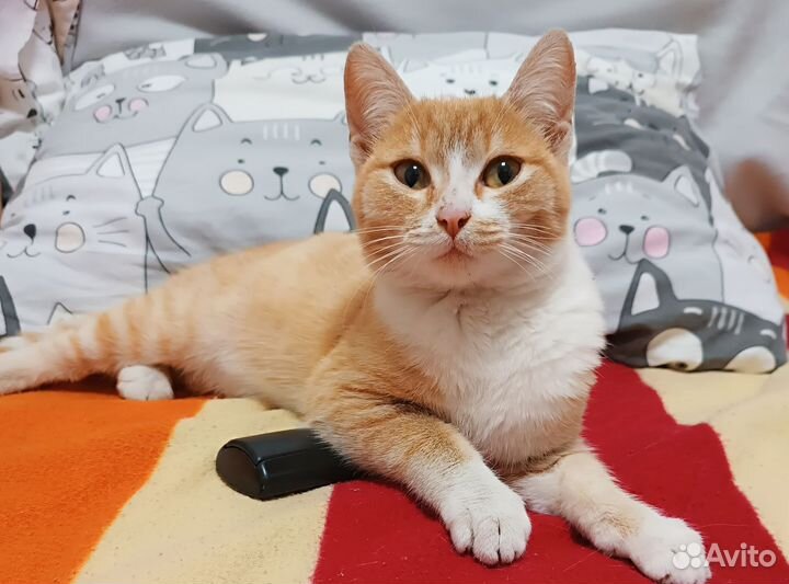 Котенок 4.5 мес