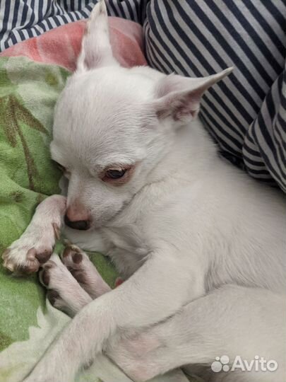 Щенки чихуахуа