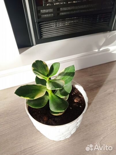 Денежное дерево толстянка крассула