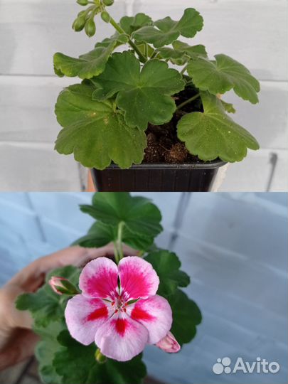 Продам пеларгонию