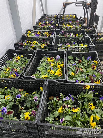 Хризантемы мультифлора