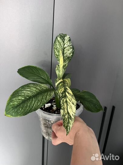 Спатифиллум Канифоль