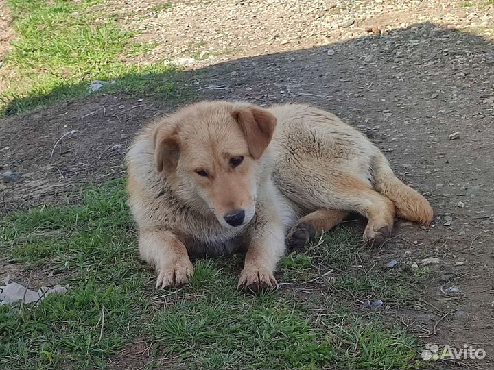 Алиса. 8 мес. В добрые руки