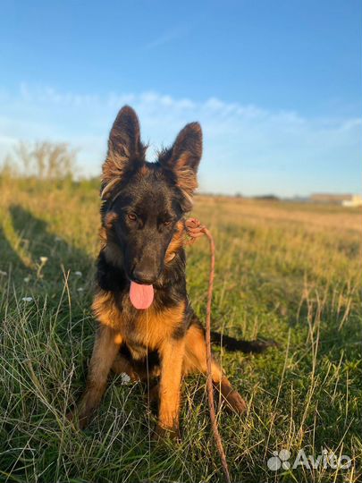 Немецкая овчарка