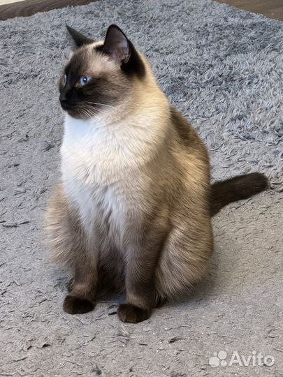 Сиамский кот