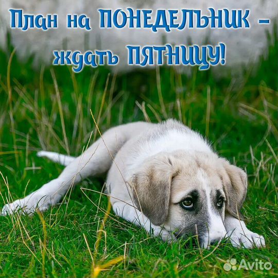 Скрипка четыре четверти массив