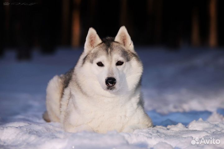 Экскурсии к хаски