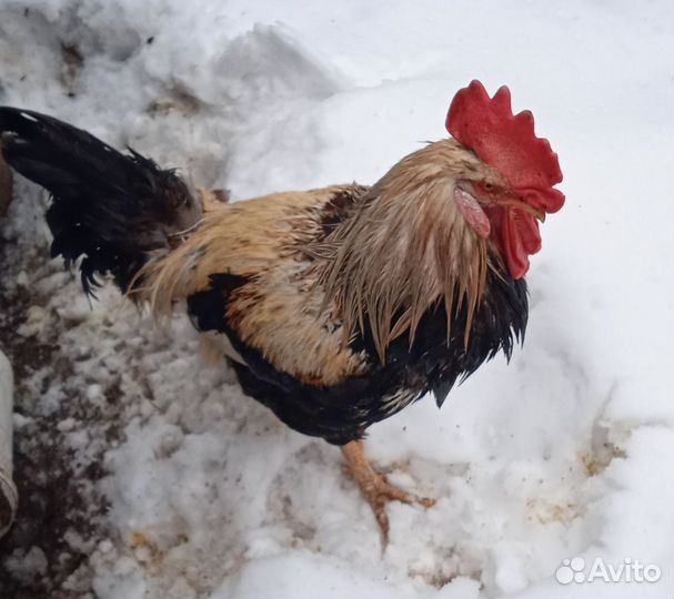 Петух 2 года