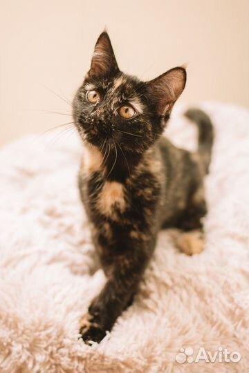 Котенок Йоко