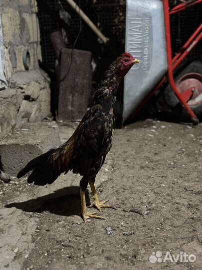 Бойцовые петухи