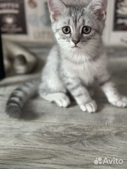 Британские котята