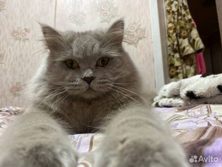 Шотландский красавчик ищет невесту
