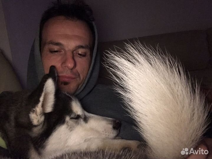 Выгул собак, догситтер