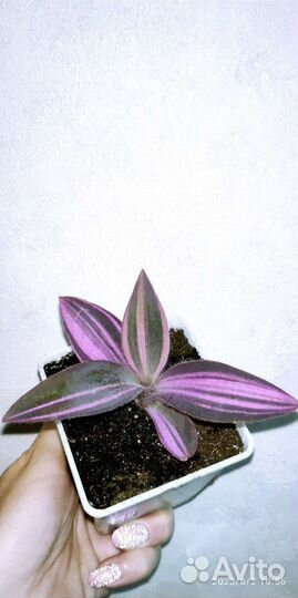 Каммелиновые