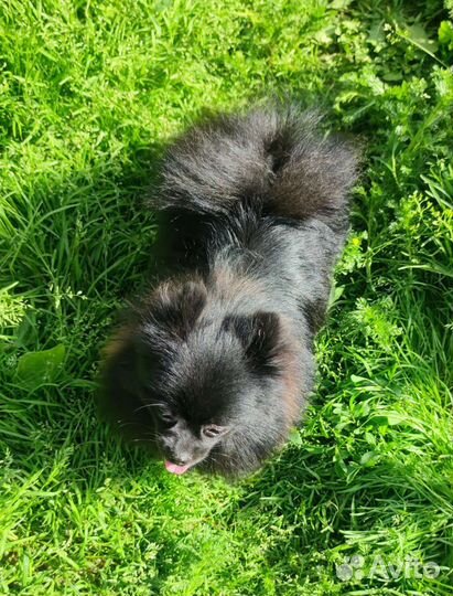 Померанский шпиц черная мини девочка