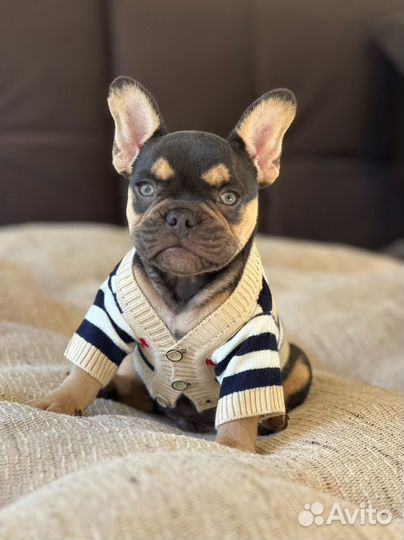 Французский бульдог