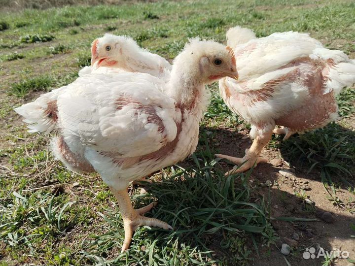 Птица Бройлера куры несушки