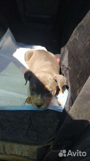 Зоотакси Перевозка животных