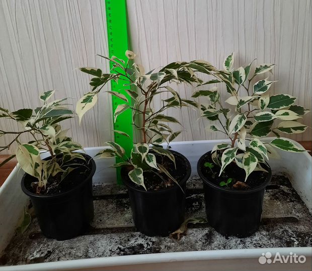 Фикус бенджамина пестролистный
